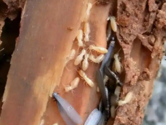 丹江口白蚁防治公司分享白蚁的主要种类及针对性防治技巧